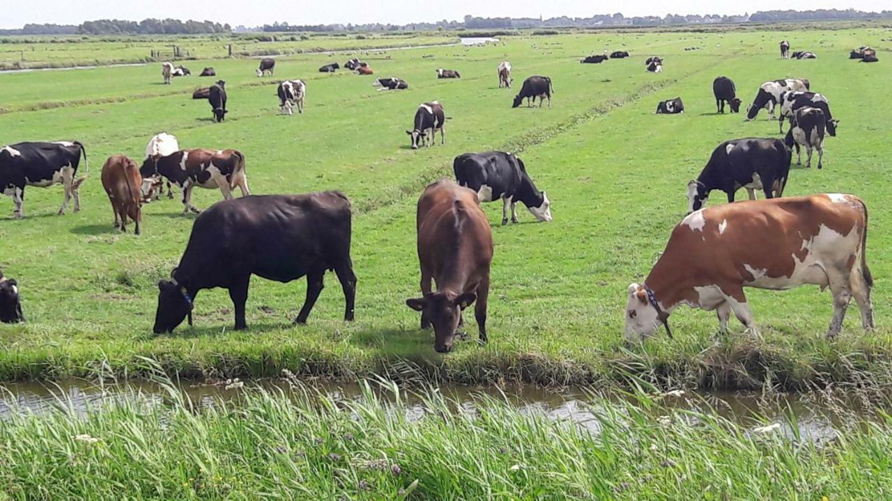 SpijkerboorNoord-Hollands Hof Dream公寓 外观 照片